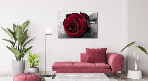 Obraz Red rose black and white background - 60 x 40 cm
