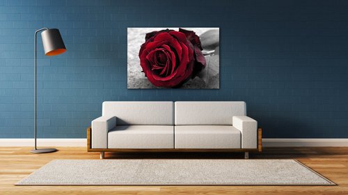 Obraz Red rose black and white background - 60 x 40 cm