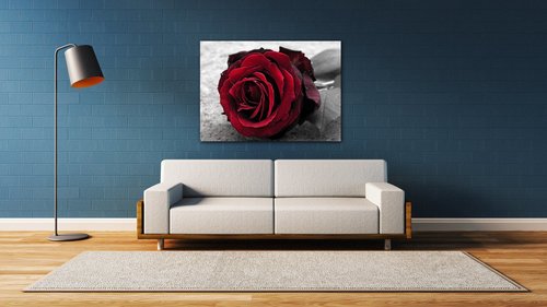 Obraz Red rose black and white background - 70 x 50 cm