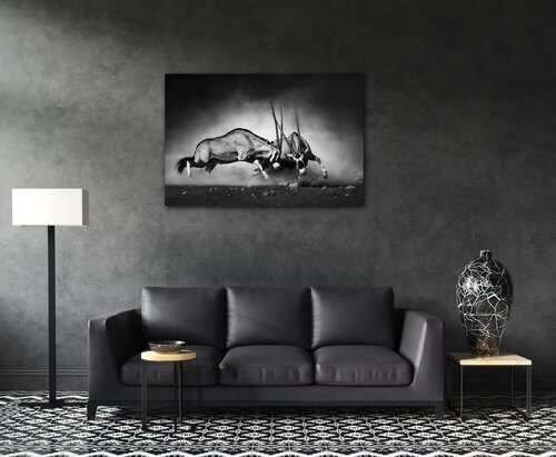 Obraz Antilopes black and white - 90 x 60 cm