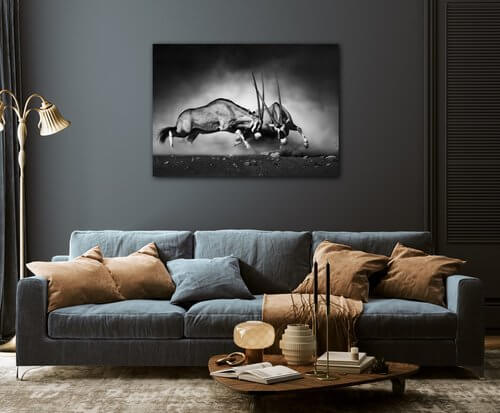 Obraz Antilopes black and white - 70 x 50 cm