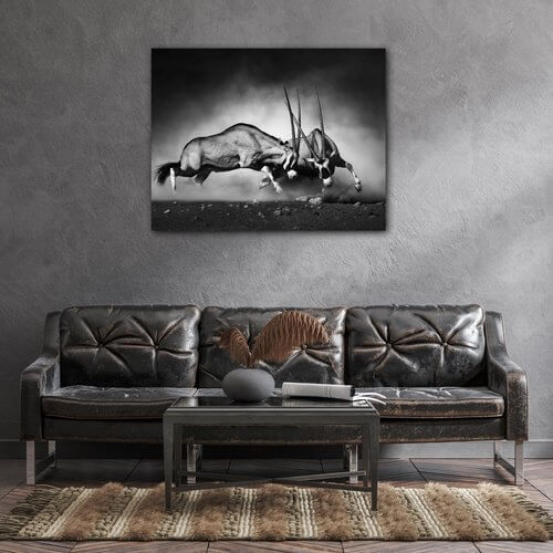 Obraz Antilopes black and white - 90 x 70 cm