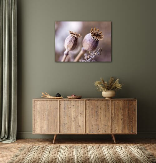 Obraz Dry Poppy flower - 70 x 50 cm