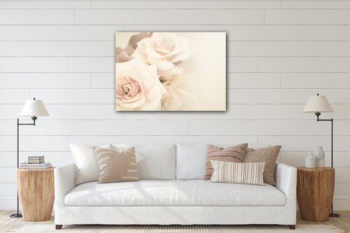 Obraz White roses - 70 x 50 cm