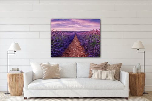Obraz Lavender field - 90 x 70 cm