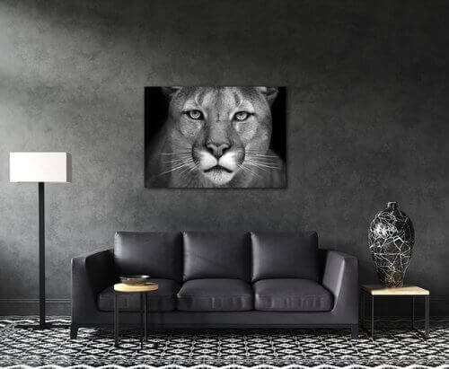 Obraz Beast - 70 x 50 cm