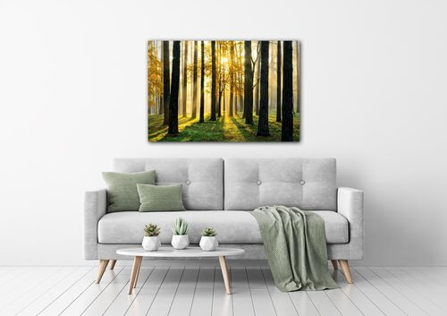 Obraz Trees and sunshine - 60 x 40 cm