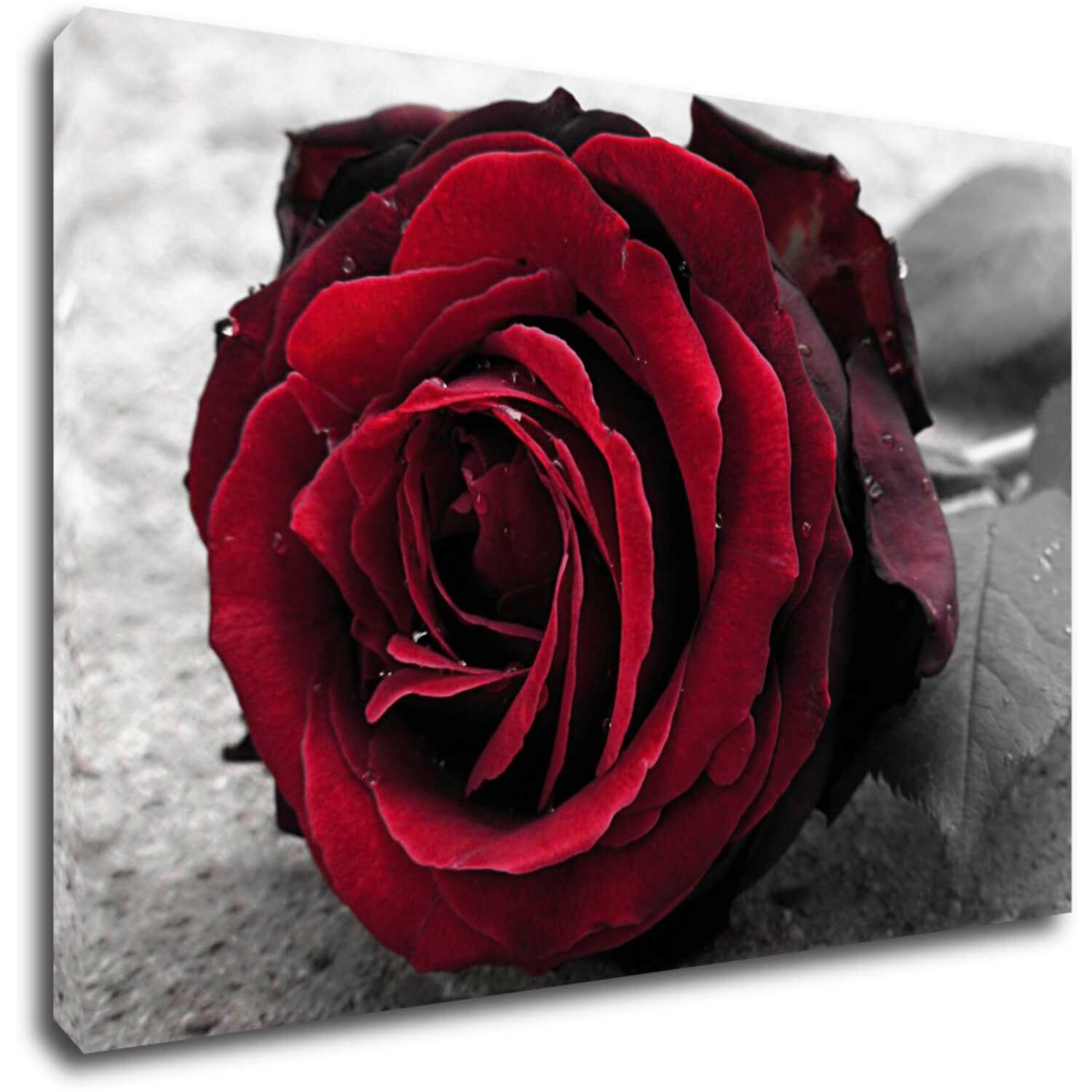 Obraz Red rose black and white background - 60 x 40 cm