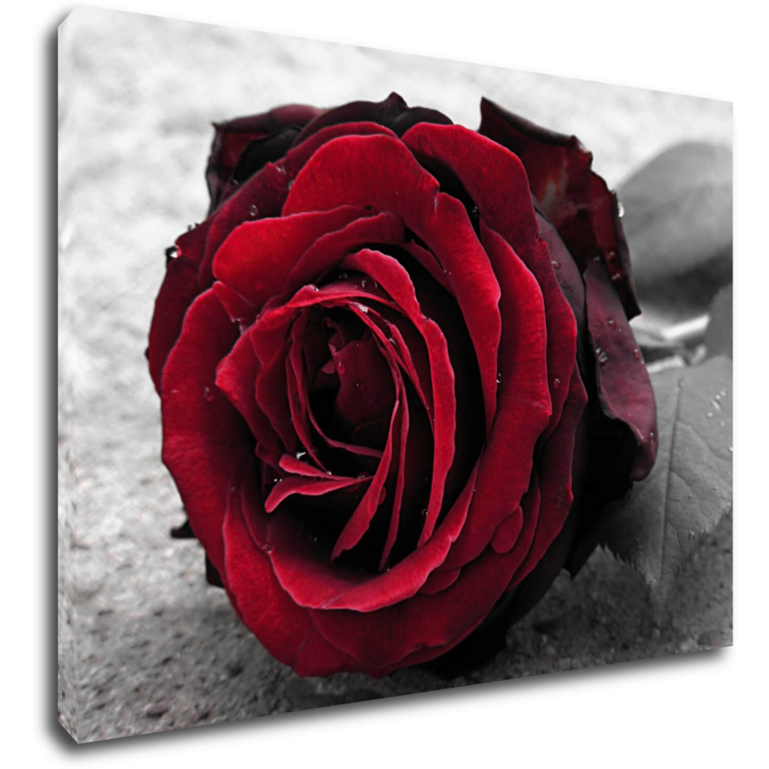 Obraz Red rose black and white background - 70 x 50 cm