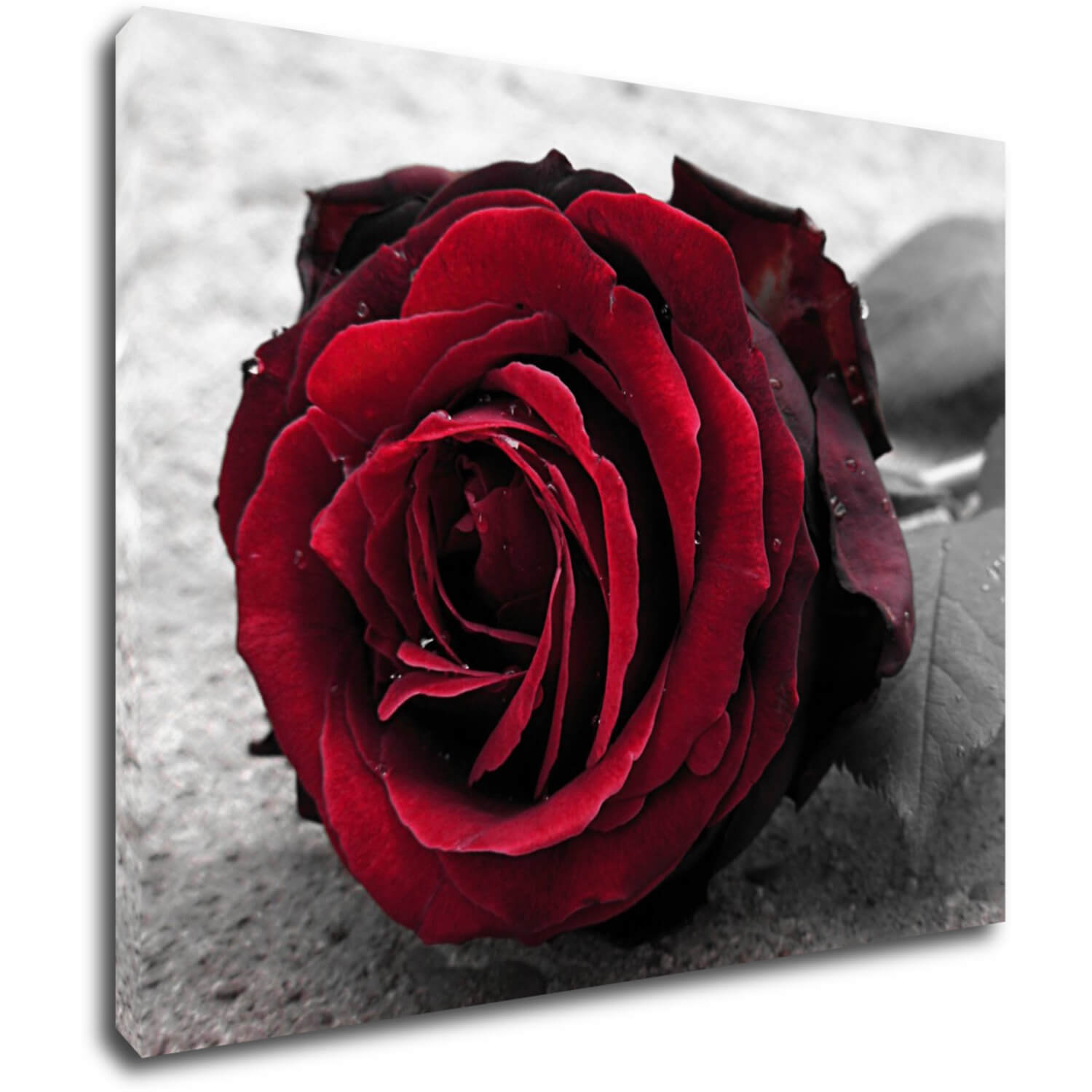 Obraz Red rose black and white background - 90 x 70 cm