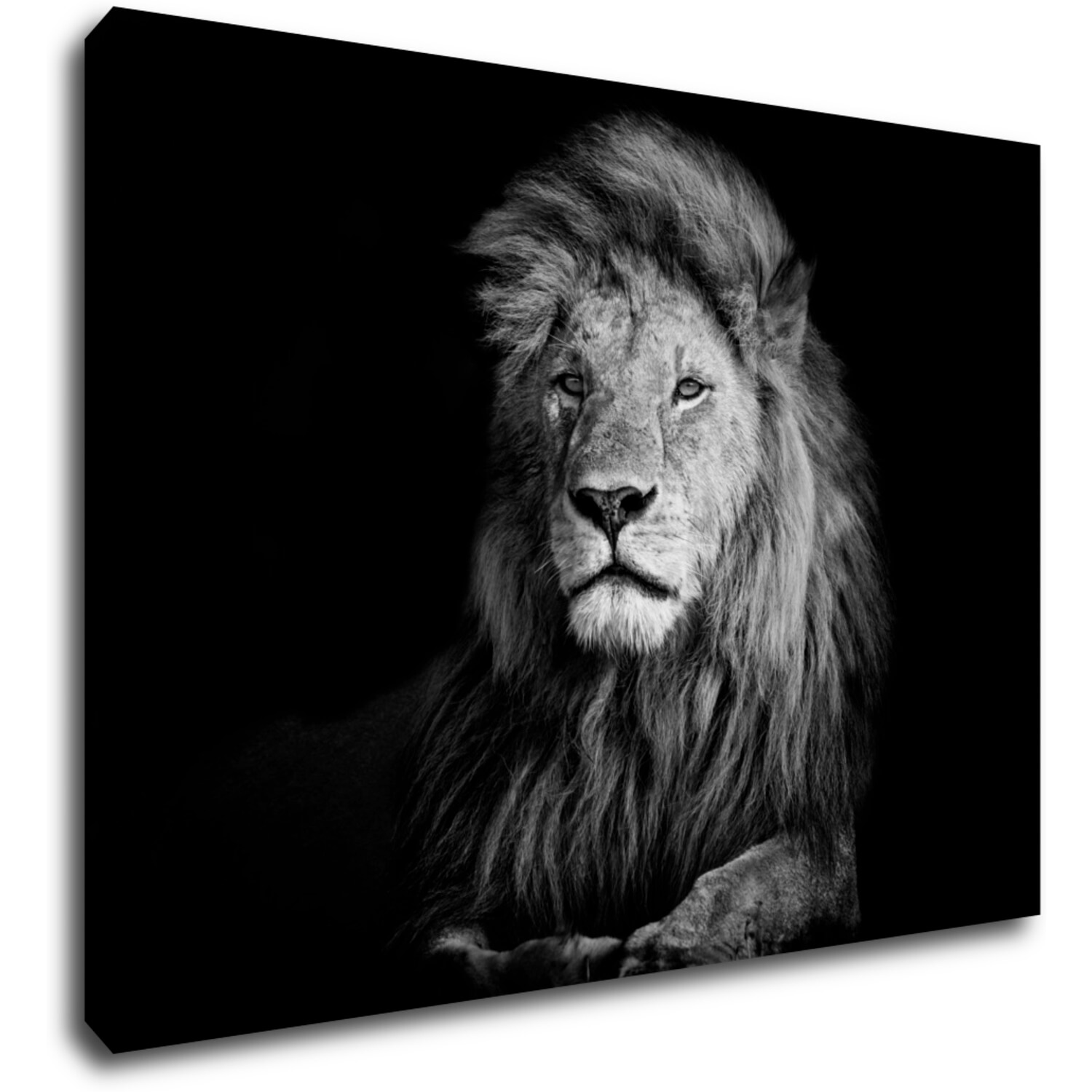 Obraz Lion black and white - 70 x 50 cm