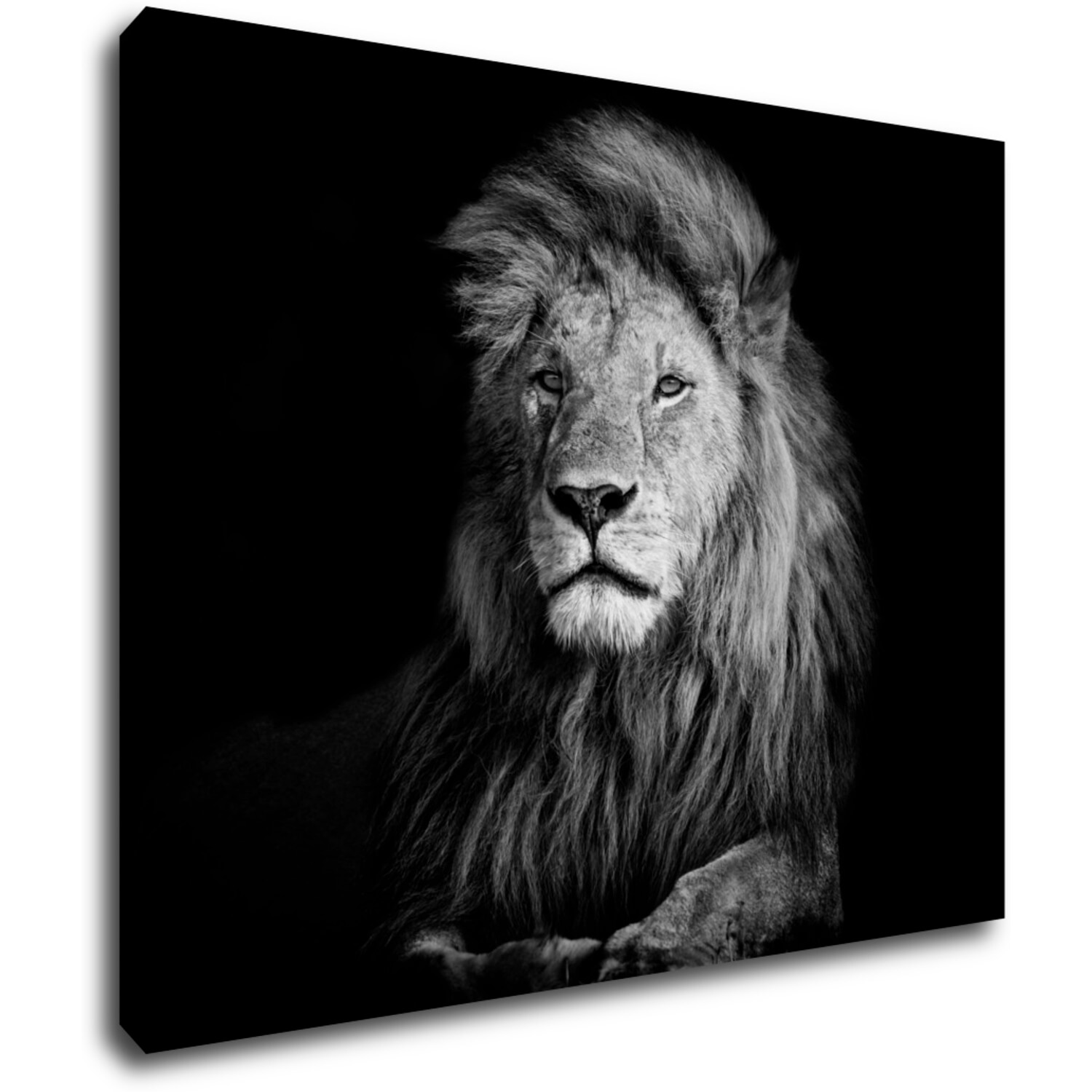 Obraz Lion black and white - 90 x 70 cm