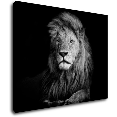 Obraz Lion black and white - 90 x 70 cm