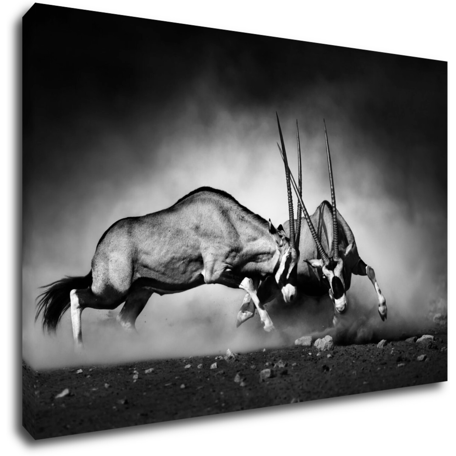 Obraz Antilopes black and white - 90 x 60 cm