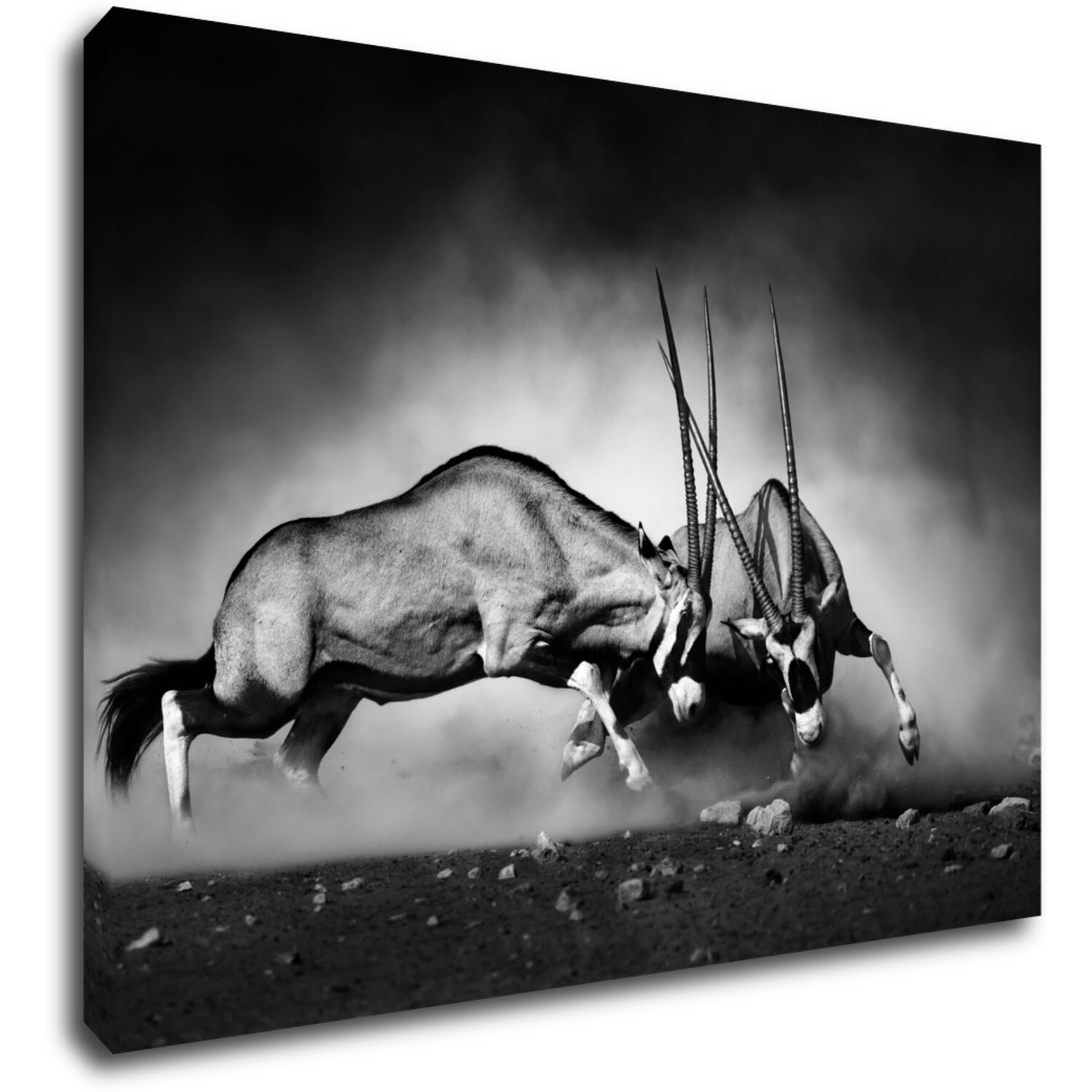 Obraz Antilopes black and white - 70 x 50 cm