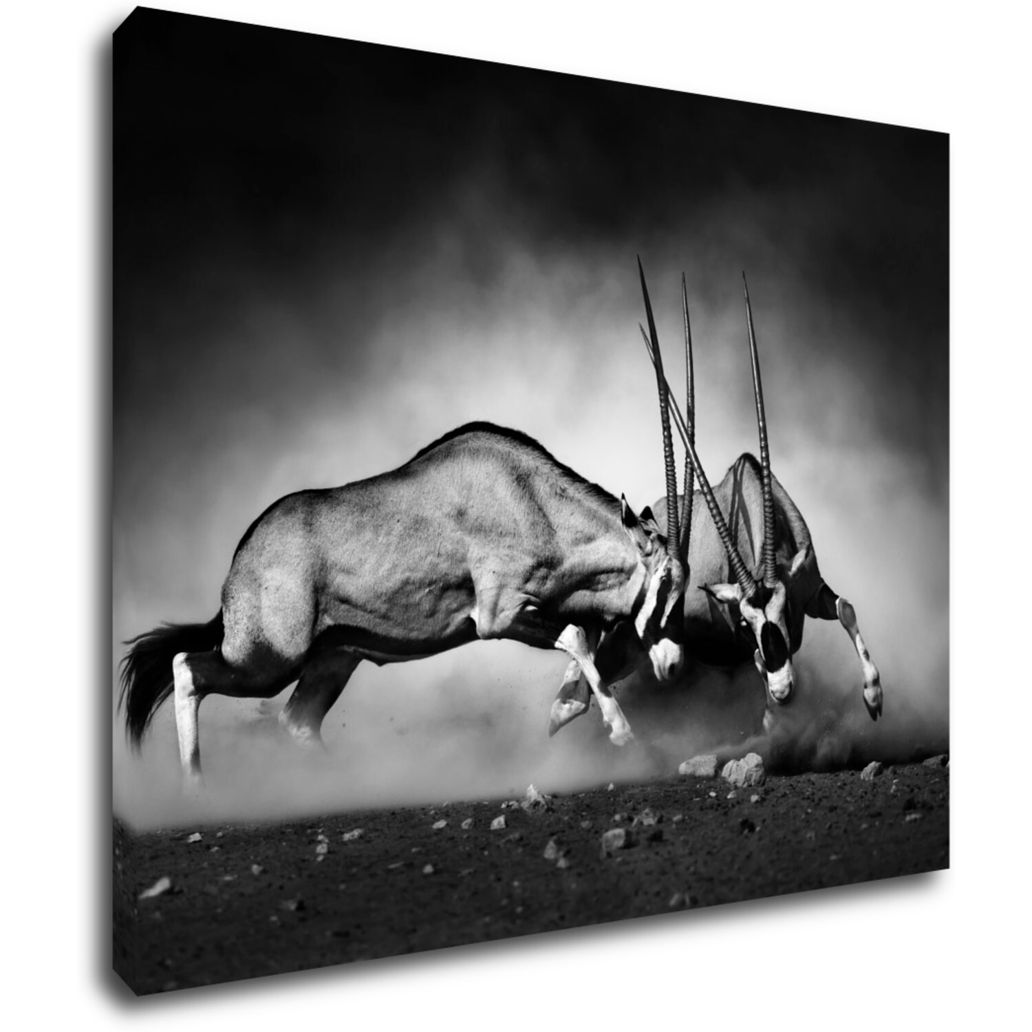 Obraz Antilopes black and white - 90 x 70 cm