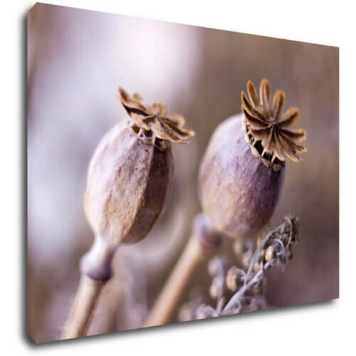 Obraz Dry Poppy flower - 70 x 50 cm