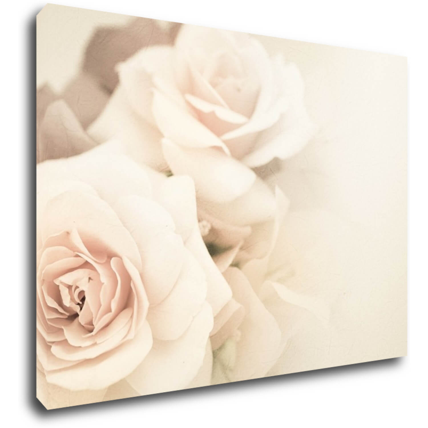 Obraz White roses - 70 x 50 cm