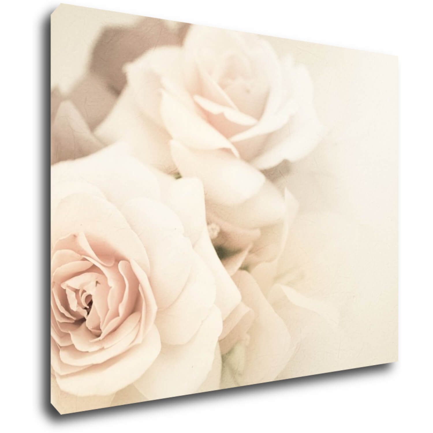 Obraz White roses - 90 x 70 cm