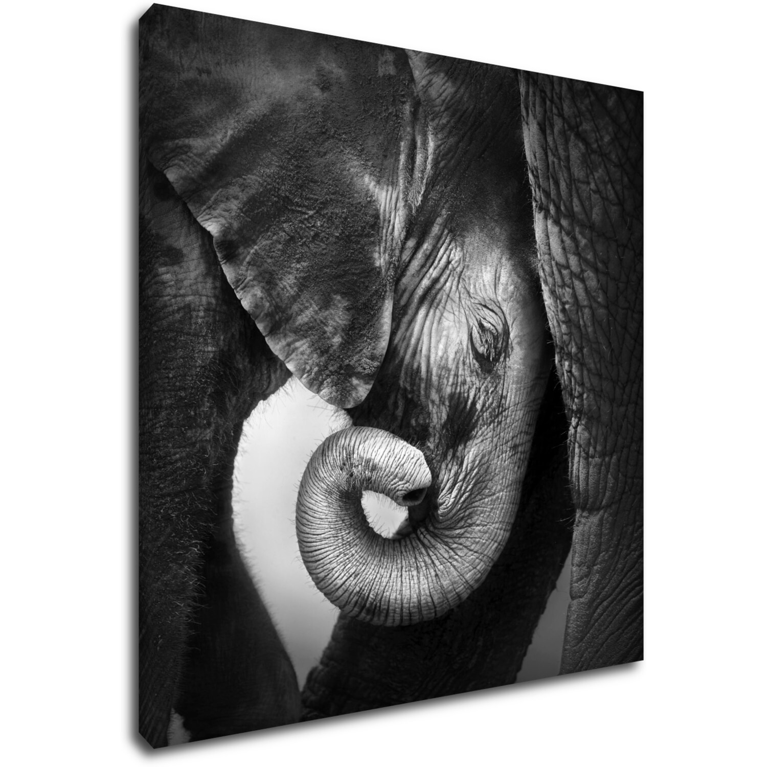 Obraz Elephant black and white - 90 x 90 cm