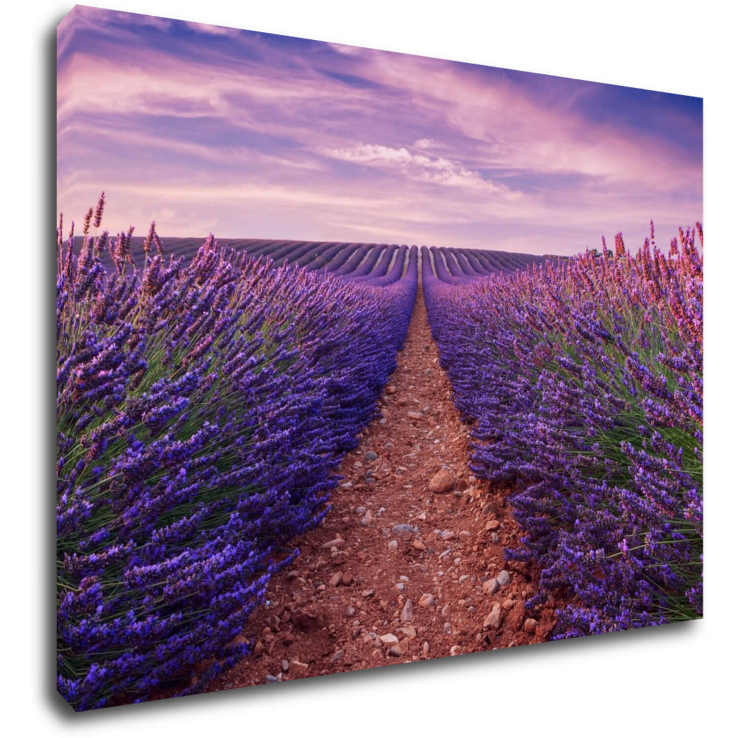 Obraz Lavender field - 70 x 50 cm