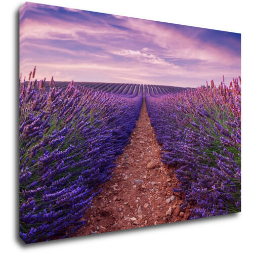 Obraz Lavender field - 70 x 50 cm