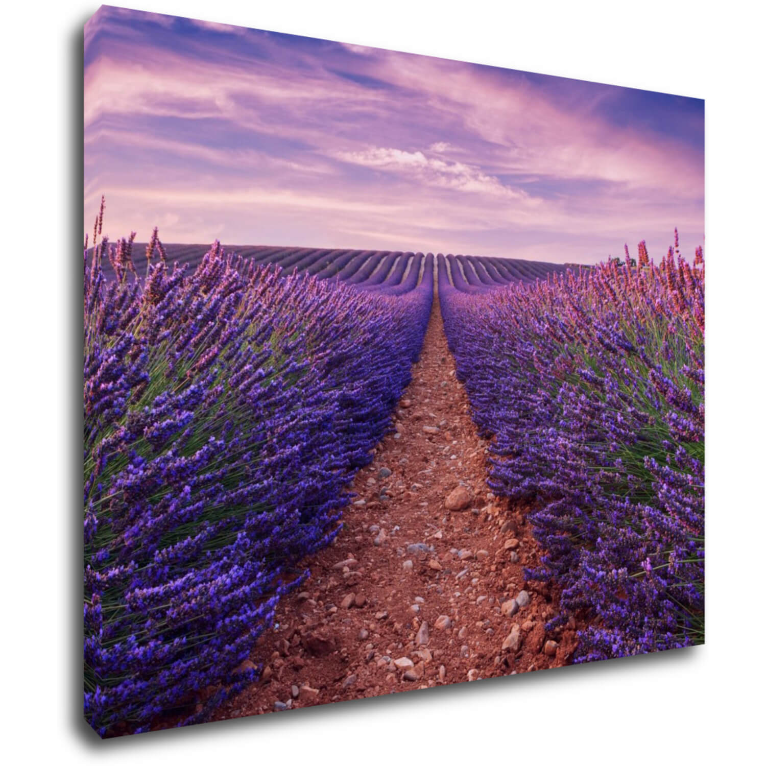 Obraz Lavender field - 90 x 70 cm