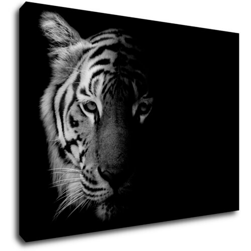 Obraz Tiger black and white - 70 x 50 cm