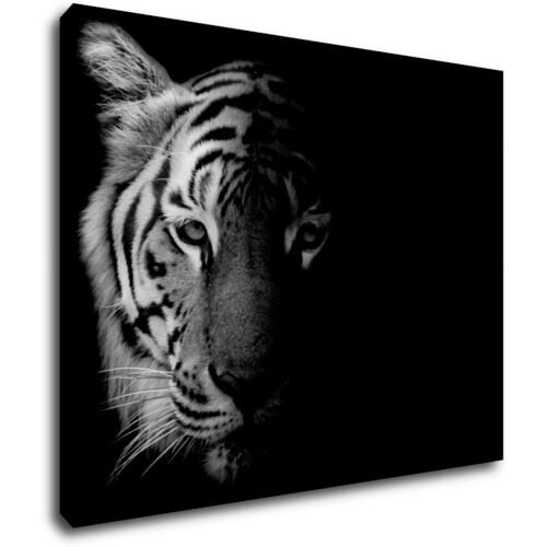 Obraz Tiger black and white - 90 x 70 cm