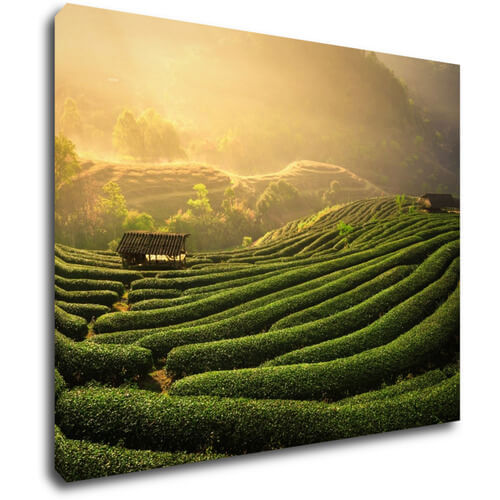 Obraz Sunrise On The Tea Plantation - 90 x 70 cm