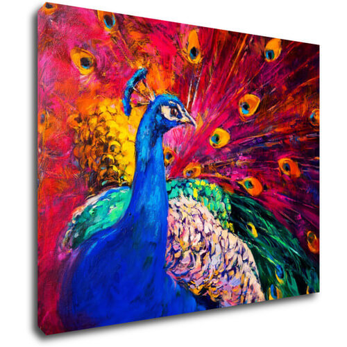 Obraz Colorful Peacock - 90 x 70 cm