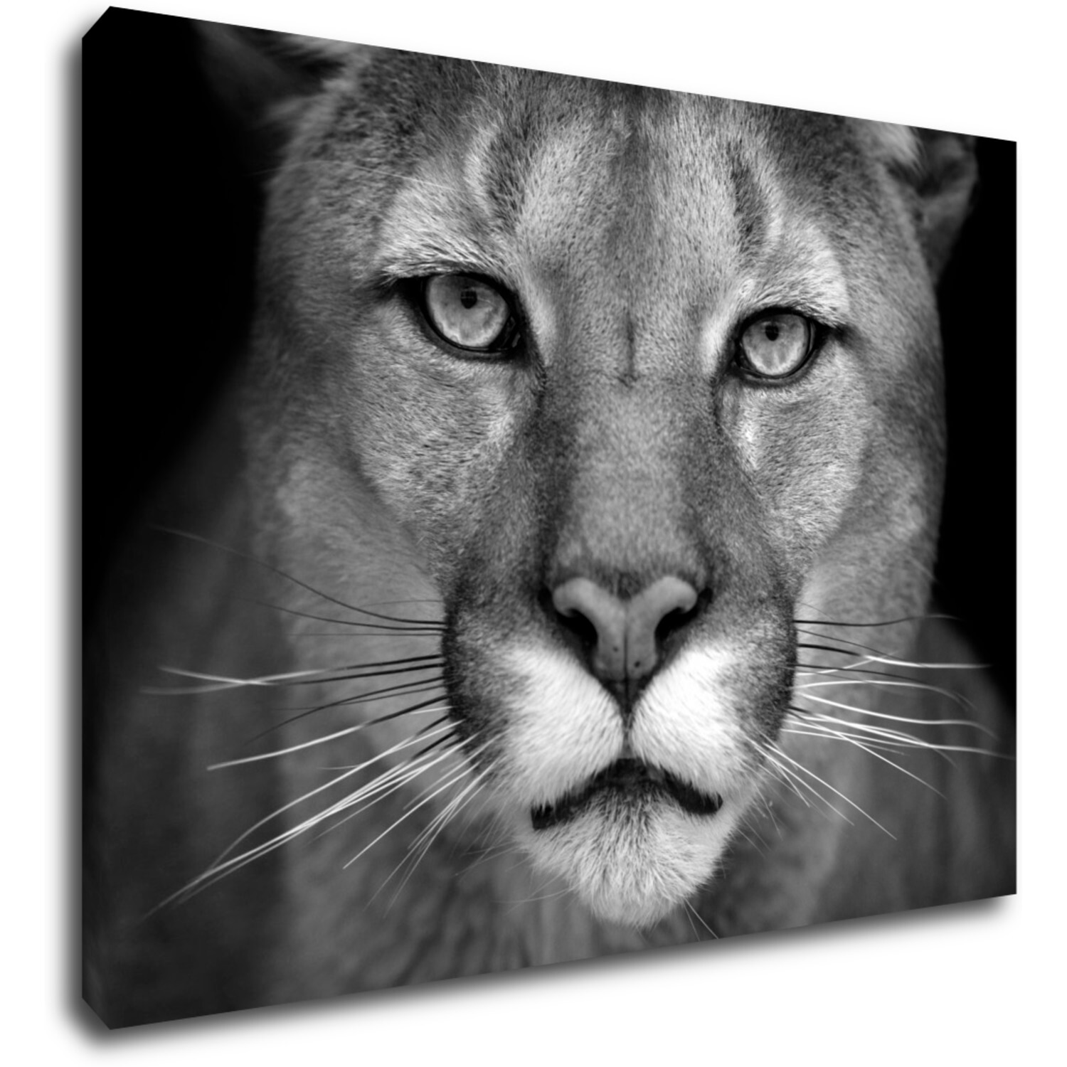 Obraz Beast - 70 x 50 cm