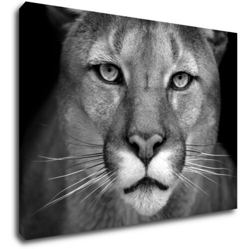 Obraz Beast - 70 x 50 cm