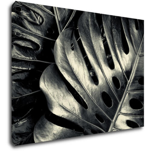 Obraz Black and white leafs - 70 x 50 cm