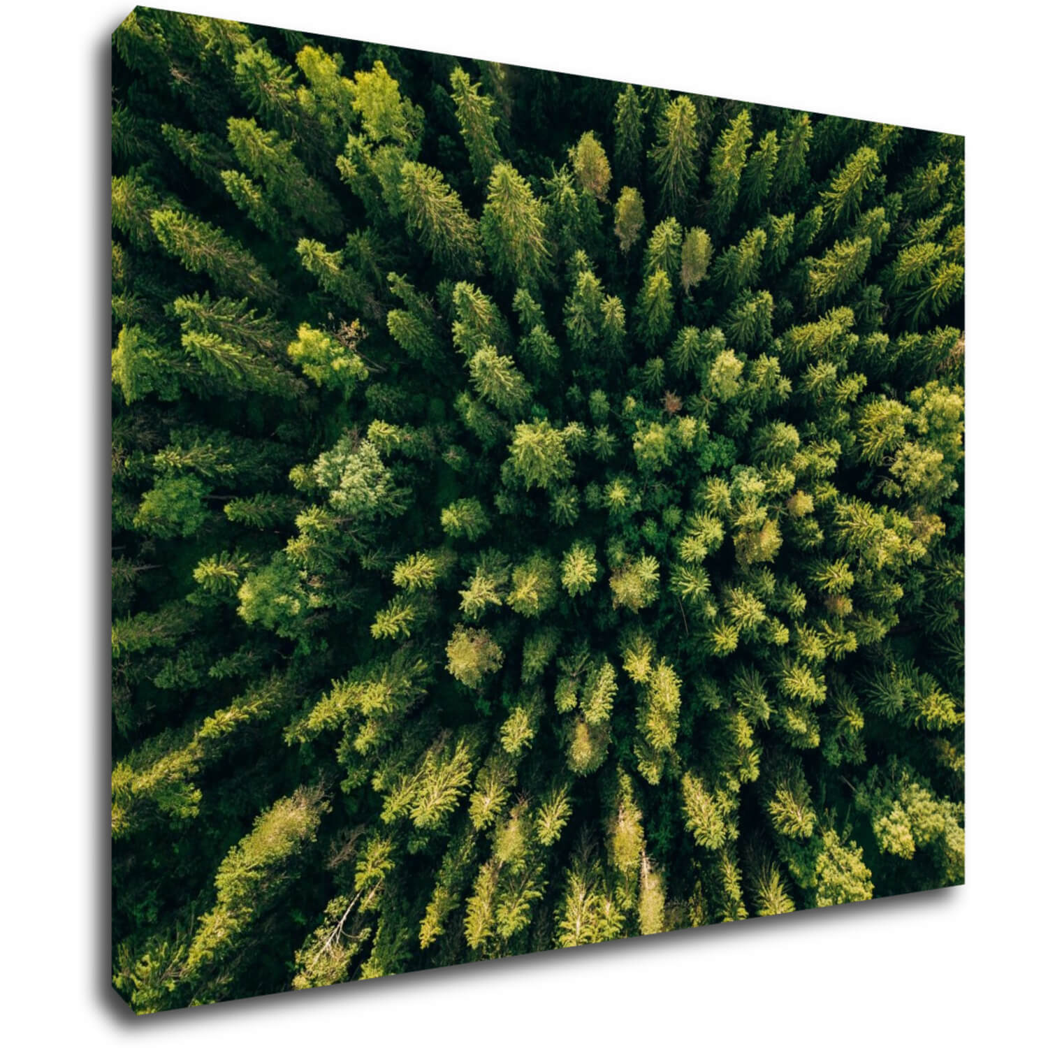 Obraz Forest - 90 x 70 cm