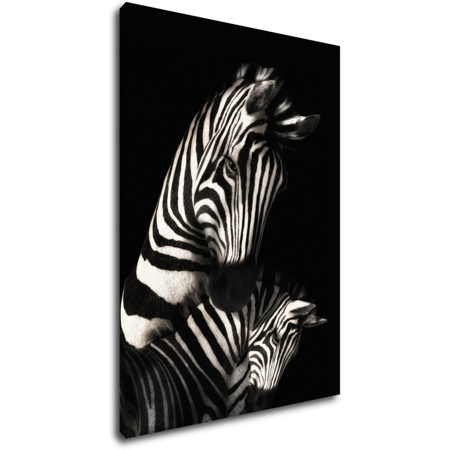 Obraz Zebras black and white - 50 x 70 cm