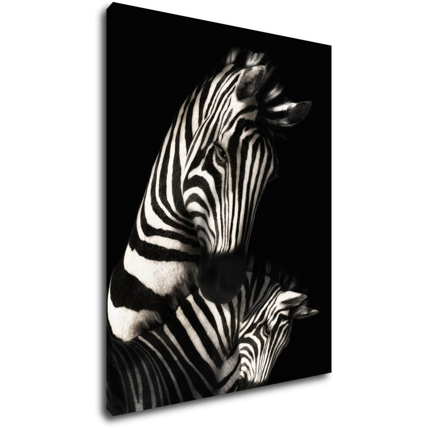 Obraz Zebras black and white - 70 x 90 cm