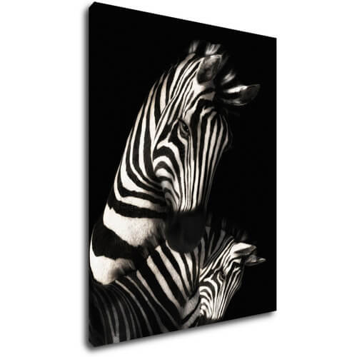 Obraz Zebras black and white - 70 x 90 cm