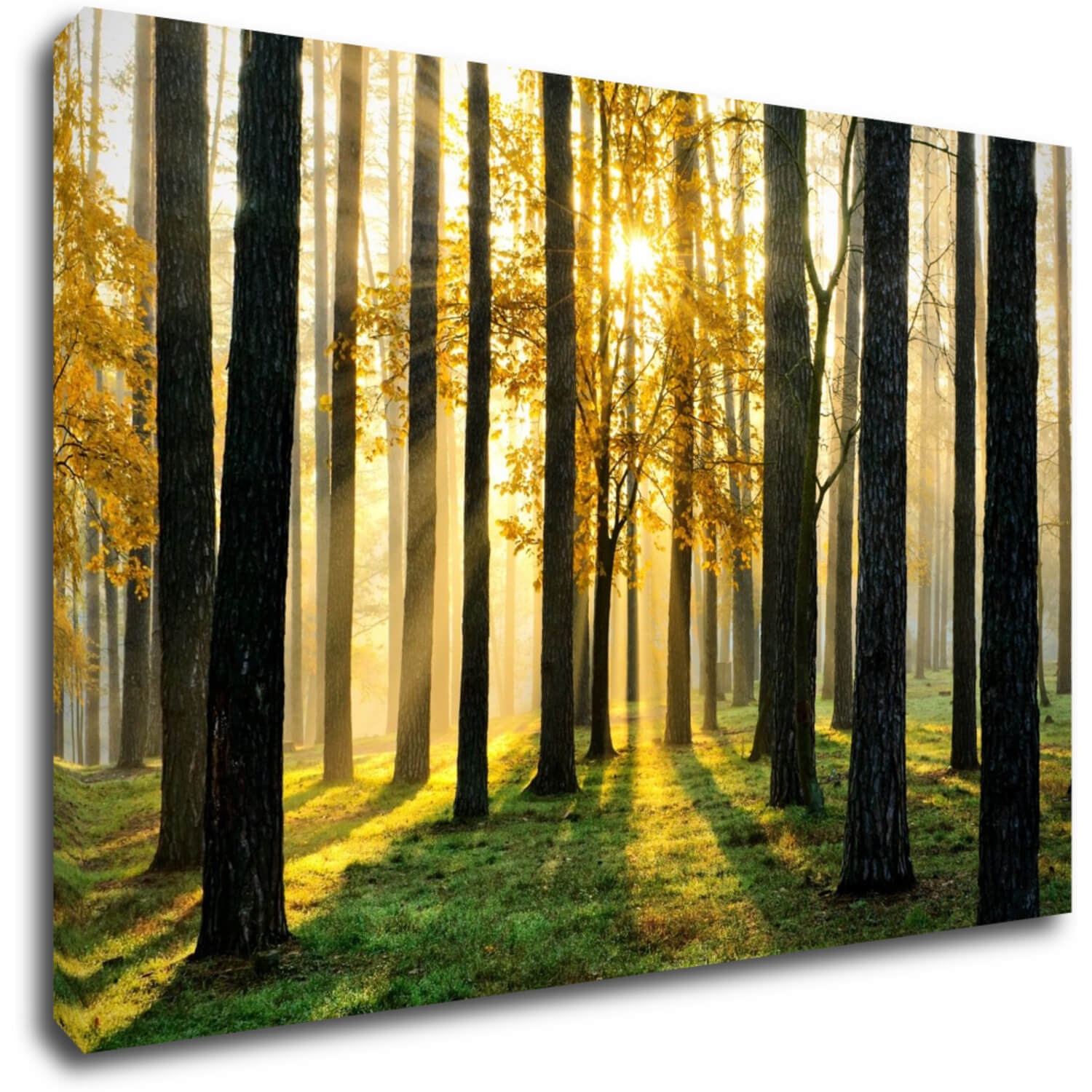 Obraz Trees and sunshine - 60 x 40 cm