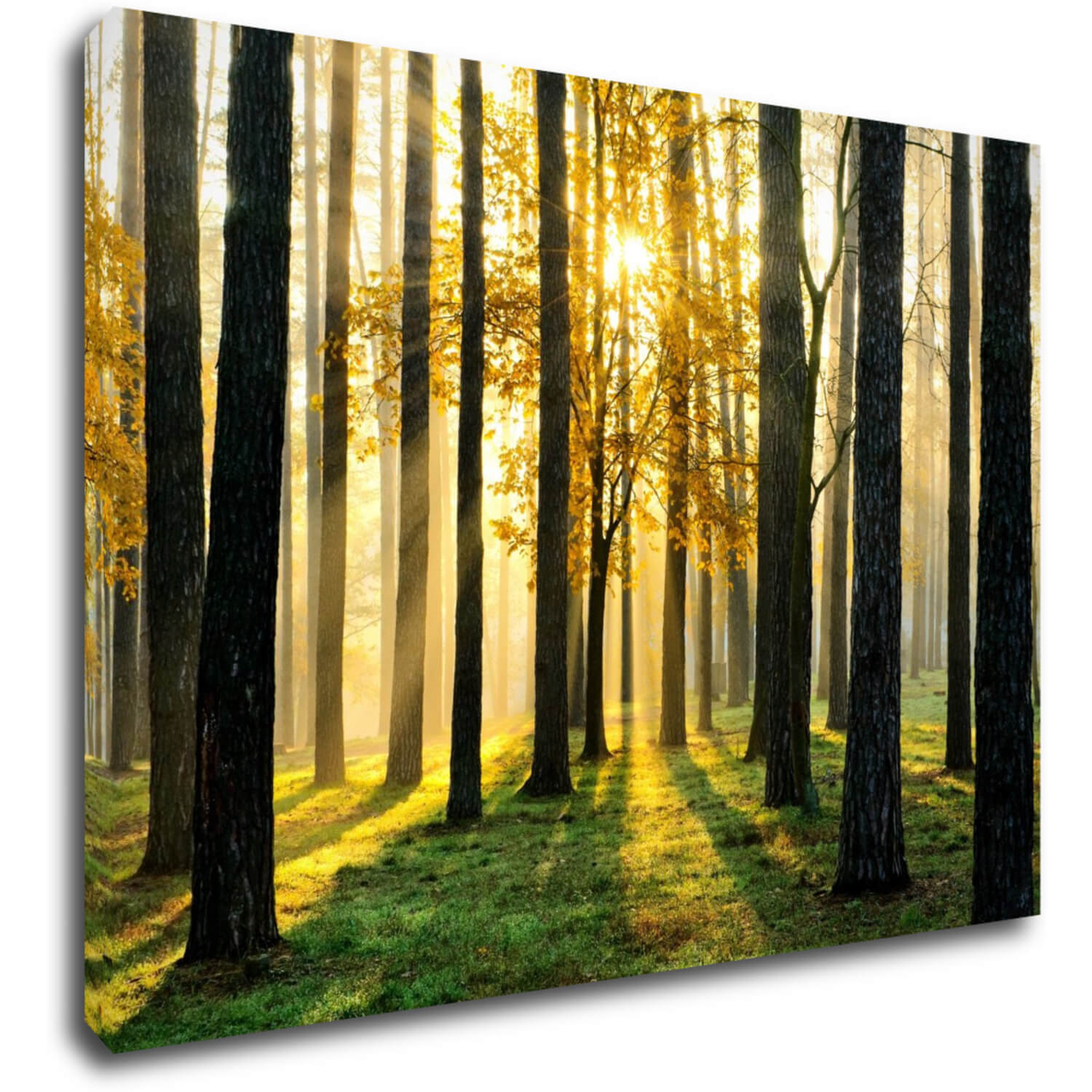 Obraz Trees and sunshine - 70 x 50 cm