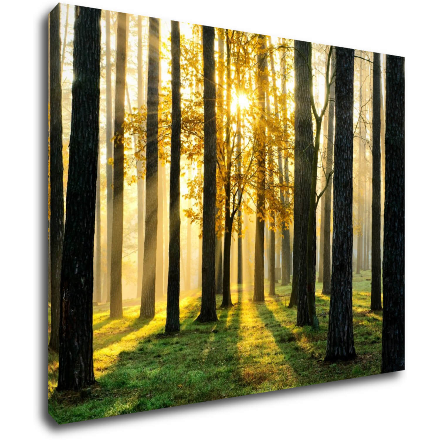 Obraz Trees and sunshine - 90 x 70 cm